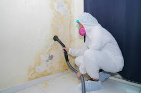 Professional Mold Prevention & Removal  in Water Mill, NY